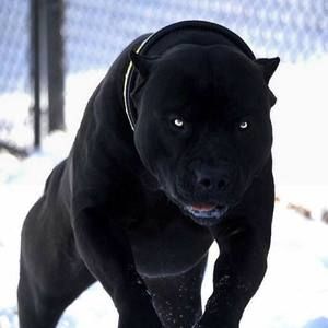 Meet your Posher, Eddy antonio